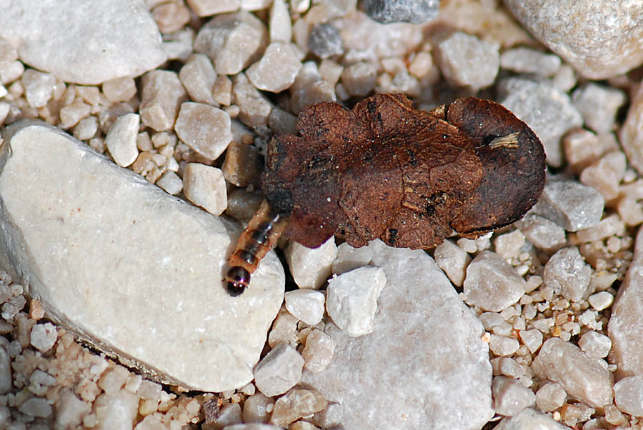 Bruco con il Camper, da id.